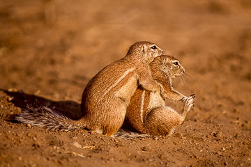 AF-M-01&nbsp;&nbsp;&nbsp;&nbsp;&nbsp;&nbsp;&nbsp;&nbsp; Ground Squirrels Hugging, Kalahari Gemsbok NP, South Africa