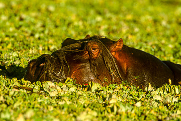 AF-M-42&nbsp;&nbsp;&nbsp;&nbsp;&nbsp;&nbsp;&nbsp;&nbsp; Hippopotamus Portrait, Kruger NP, South Africa
