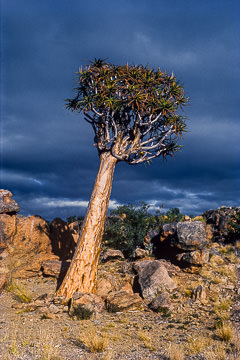 LE-AF-LA-01&nbsp;&nbsp;&nbsp;&nbsp;&nbsp;&nbsp;&nbsp;&nbsp; Kokerboom Tree, Augrabies Falls National Park, South Africa