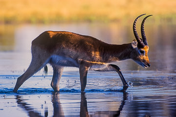 LE-AF-M-09&nbsp;&nbsp;&nbsp;&nbsp;&nbsp;&nbsp;&nbsp;&nbsp; Lechwe Walking Through Water, Moremi Game Reserve, Botswana
