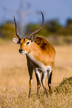 AF-M-10&nbsp;&nbsp;&nbsp;&nbsp;&nbsp;&nbsp;&nbsp;&nbsp; Male Lechwe, Moremi Game Reserve, Botswana