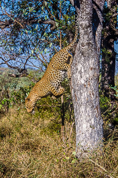 AF-M-06&nbsp;&nbsp;&nbsp;&nbsp;&nbsp;&nbsp;&nbsp;&nbsp; Leopard Jumping From Tree, Londolozi Private Reserve, South Africa