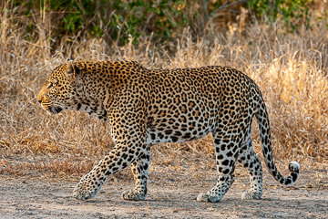 AF-M-100&nbsp;&nbsp;&nbsp;&nbsp;&nbsp;&nbsp;&nbsp;&nbsp; Leopard Walking, Ulusaba Private Game Reserve, South Africa