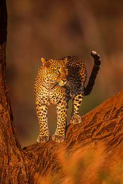 AF-M-52&nbsp;&nbsp;&nbsp;&nbsp;&nbsp;&nbsp;&nbsp;&nbsp; Leopard On Tree, Samburu National Reserve, Kenya