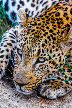 LE-AF-M-01&nbsp;&nbsp;&nbsp;&nbsp;&nbsp;&nbsp;&nbsp;&nbsp; Leopard Portrait, Londolozi Private Game Reserve, South Africa