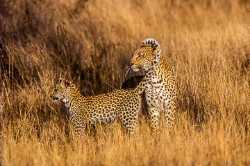 LE-AF-M-07&nbsp;&nbsp;&nbsp;&nbsp;&nbsp;&nbsp;&nbsp;&nbsp; Leopard And Cub, Londolozi Private Game Reserve, South Africa