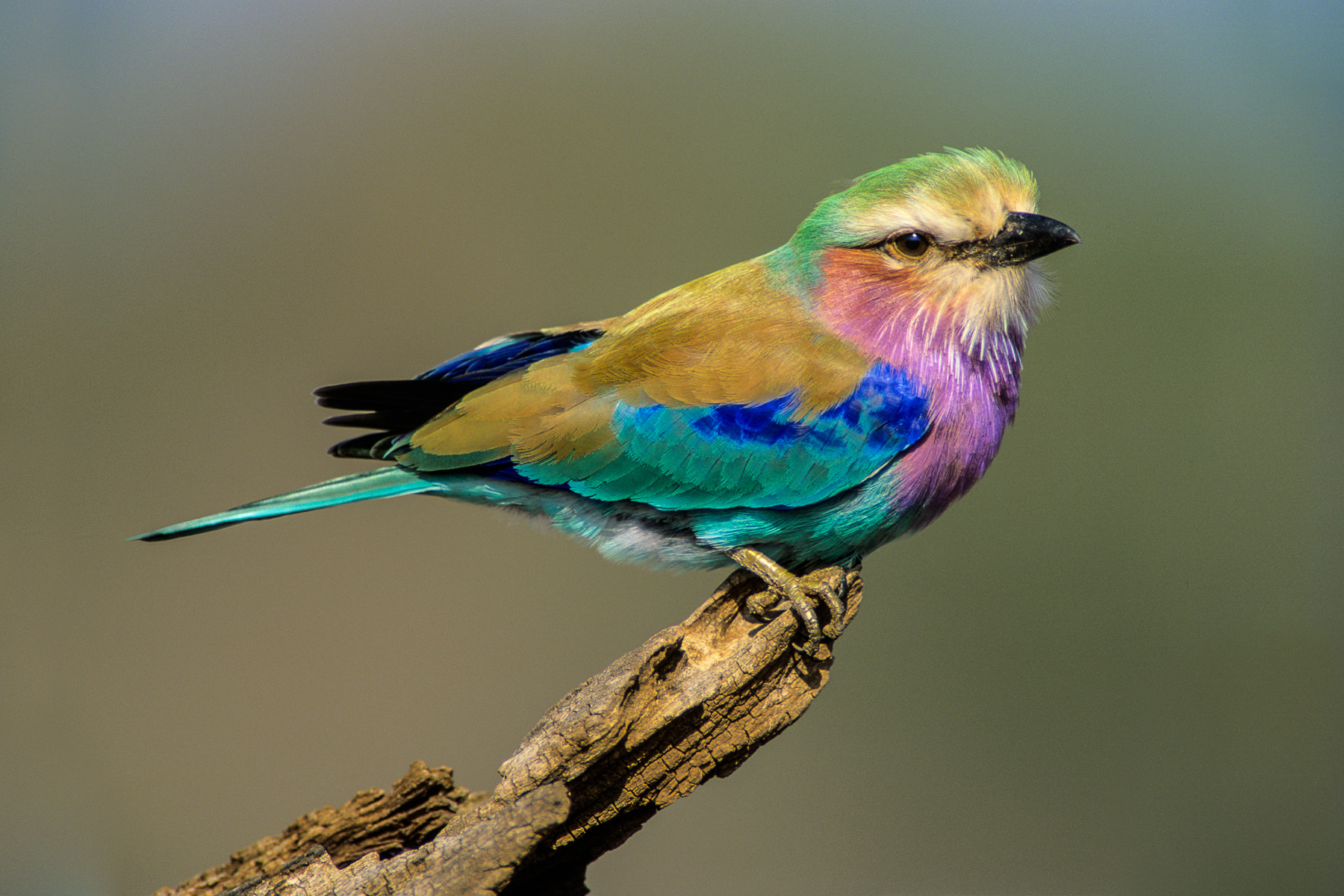 Photograph of a Lilacbreasted roller at Kruger National Park, South Africa, taken by Gil Lopez-Espina