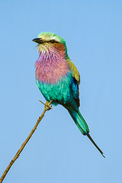 AF-B-04&nbsp;&nbsp;&nbsp;&nbsp;&nbsp;&nbsp;&nbsp;&nbsp; Lilacbreasted Roller, Kruger NP, South Africa