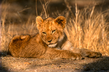 LE-AF-M-51&nbsp;&nbsp;&nbsp;&nbsp;&nbsp;&nbsp;&nbsp;&nbsp; Lion Cub Relaxing, Londolozi Private Game Reserve, South Africa