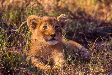 AF-M-25&nbsp;&nbsp;&nbsp;&nbsp;&nbsp;&nbsp;&nbsp;&nbsp; Lion Cub, Sabi Sabi Private Reserve, South Africa