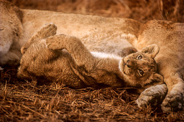 AF-M-30&nbsp;&nbsp;&nbsp;&nbsp;&nbsp;&nbsp;&nbsp;&nbsp; Lion Cub Resting After Feeding, Sabi Sabi Private Reserve, South Africa