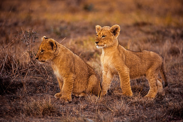 AF-M-23&nbsp;&nbsp;&nbsp;&nbsp;&nbsp;&nbsp;&nbsp;&nbsp; Lion Cubs Waiting For Mom, Mala Mala Private Reserve, South Africa