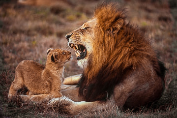 LE-AF-M-01&nbsp;&nbsp;&nbsp;&nbsp;&nbsp;&nbsp;&nbsp;&nbsp; Lion Cub Staring At Dad's Teeth, Phinda Private Game Reserve, South Africa