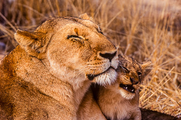 AF-M-31&nbsp;&nbsp;&nbsp;&nbsp;&nbsp;&nbsp;&nbsp;&nbsp; Lioness With Cub, Londolozi Private Reserve, South Africa