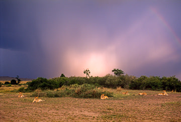 LE-AF-M-63&nbsp;&nbsp;&nbsp;&nbsp;&nbsp;&nbsp;&nbsp;&nbsp; Lions Resting Before Approching Storm, Masai Mara National Reserve, Kenya