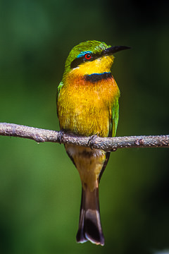 AF-B-01&nbsp;&nbsp;&nbsp;&nbsp;&nbsp;&nbsp;&nbsp;&nbsp; Little Bee-Eater, Chobe NP, Botswana