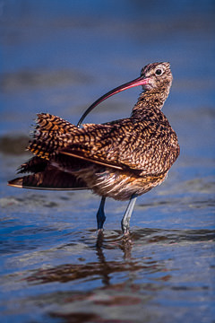 AM-B-01&nbsp;&nbsp;&nbsp;&nbsp;&nbsp;&nbsp;&nbsp;&nbsp; Long-Billed Curlew Preening, Rockport, Texas