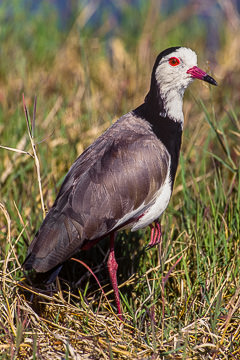 AF-B-01&nbsp;&nbsp;&nbsp;&nbsp;&nbsp;&nbsp;&nbsp;&nbsp; Longtoed Plover, Amboseli NP, Kenya
