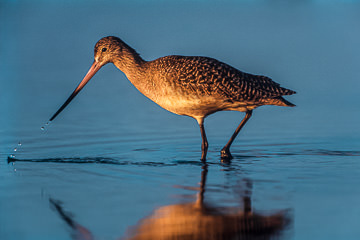 AM-B-02&nbsp;&nbsp;&nbsp;&nbsp;&nbsp;&nbsp;&nbsp;&nbsp; Marbled Godwit, Fort Myers Beach, Florida