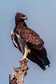 AF-B-01&nbsp;&nbsp;&nbsp;&nbsp;&nbsp;&nbsp;&nbsp;&nbsp; Martial Eagle, Kruger NP, South Africa