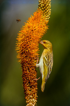 AF-B-02&nbsp;&nbsp;&nbsp;&nbsp;&nbsp;&nbsp;&nbsp;&nbsp; Female Masked Weaver, Kruger NP, South Africa