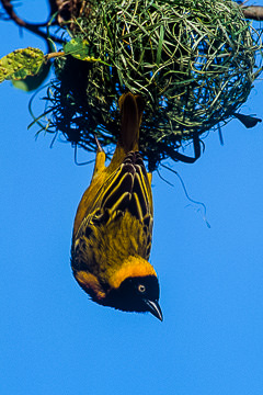 AF-B-03&nbsp;&nbsp;&nbsp;&nbsp;&nbsp;&nbsp;&nbsp;&nbsp; Male Masked Weaver Hanging From Nest, Kruger NP, South Africa