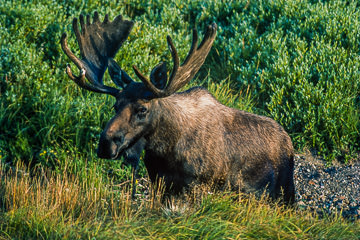 AM-M-03&nbsp;&nbsp;&nbsp;&nbsp;&nbsp;&nbsp;&nbsp;&nbsp; Moose Bull, Denali National Park, Alaska