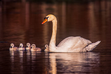 AM-B-02&nbsp;&nbsp;&nbsp;&nbsp;&nbsp;&nbsp;&nbsp;&nbsp; Mute Swan With Cygnets, Northwest New Jersey