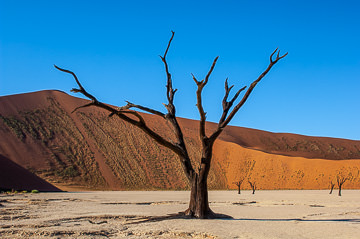LE-AF-LA-101&nbsp;&nbsp;&nbsp;&nbsp;&nbsp;&nbsp;&nbsp;&nbsp; Desiccated Trees At The Dead Vlei, Namib-Naukluft National Park, Namib Desert, Namibia
