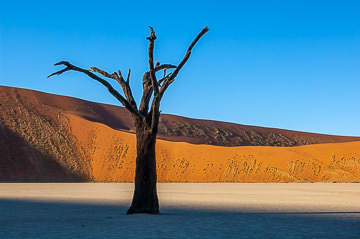 LE-AF-LA-105&nbsp;&nbsp;&nbsp;&nbsp;&nbsp;&nbsp;&nbsp;&nbsp; Desiccated Tree At The Dead Vlei, Namib-Naukluft National Park, Namib Desert, Namibia