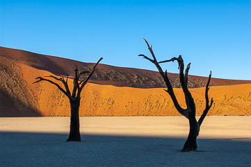 AF-LA-108 Trees At The Dead Vlei, Namib Desert, Namibia, Africa