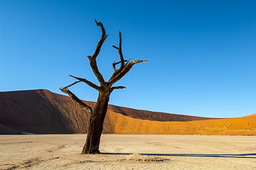 LE-AF-LA-112&nbsp;&nbsp;&nbsp;&nbsp;&nbsp;&nbsp;&nbsp;&nbsp; Remnants Of Life, The Dead Vlei, Namib-Naukluft National Park, Namib Desert, Namibia