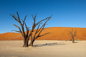 AF-LA-115 Desiccated Trees, The Dead Vlei, Namib Desert, Namibia, Africa