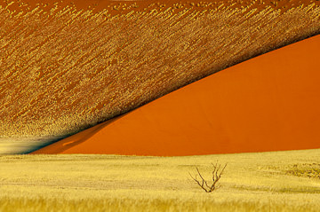 LE-AF-LA-122&nbsp;&nbsp;&nbsp;&nbsp;&nbsp;&nbsp;&nbsp;&nbsp; Solitary Tree, Namib-Naukluft National Park, Namib Desert, Namibia