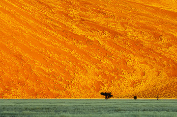 LE-AF-LA-125&nbsp;&nbsp;&nbsp;&nbsp;&nbsp;&nbsp;&nbsp;&nbsp; A Blooming Dune, Namib-Naukluft National Park, Namib Desert, Namibia