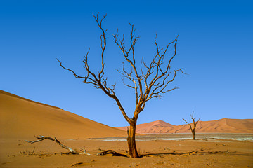 LE-AF-LA-31&nbsp;&nbsp;&nbsp;&nbsp;&nbsp;&nbsp;&nbsp;&nbsp; Dead Trees At The Dunes, Namib-Naukluft National Park, Namib Desert, Namibia