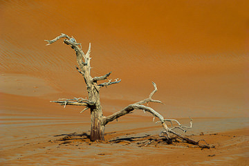 LE-AF-LA-50&nbsp;&nbsp;&nbsp;&nbsp;&nbsp;&nbsp;&nbsp;&nbsp; Dried-Up Tree, Namib-Naukluft National Park, Namib Desert, Namibia