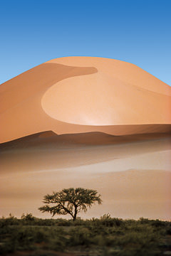 LE-AF-LA-55&nbsp;&nbsp;&nbsp;&nbsp;&nbsp;&nbsp;&nbsp;&nbsp; Tree Before The Dune, Namib Desert, Namibia