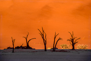AF-LA-62 Ancient Trees, The Dead Vlei, Namib Desert, Namibia, Africa