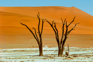 AF-LA-66 Dead Trees Near The Eroded Vlei, Namib Desert, Namibia, Africa