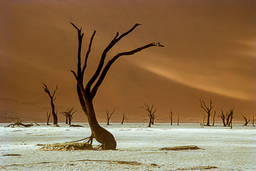 LE-AF-LA-68&nbsp;&nbsp;&nbsp;&nbsp;&nbsp;&nbsp;&nbsp;&nbsp; The Dead Vlei, Namib-Naukluft National Park, Namib Desert, Namibia