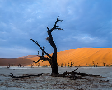 LE-AF-LA-002&nbsp;&nbsp;&nbsp;&nbsp;&nbsp;&nbsp;&nbsp;&nbsp; The Dead Vlei, Namib-Naukluft National Park, Namib Desert, Namibia