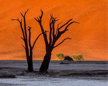 LE-AF-LA-003&nbsp;&nbsp;&nbsp;&nbsp;&nbsp;&nbsp;&nbsp;&nbsp; Desiccated Trees, The Dead Vlei, Namib-Naukluft National Park, Namib Desert, Namibia