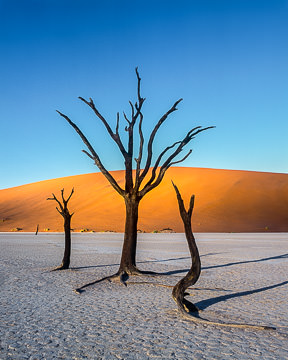 LE-AF-LA-004&nbsp;&nbsp;&nbsp;&nbsp;&nbsp;&nbsp;&nbsp;&nbsp; Desiccated Trees At the Dead Vlei, Namib-Naukluft National Park, Namib Desert, Namibia