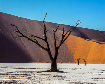 AF-LA-007 Desiccated Trees, Dead Vlei, Namib-Naukluft National Park, Namib Desert, Namibia