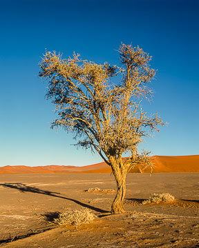 AF-LA-010 Lonely Tree, Namib-Naukluft National Park, Namib Desert, Namibia