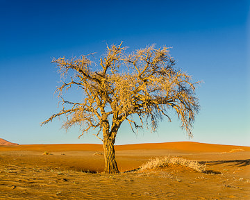 LE-AF-LA-011&nbsp;&nbsp;&nbsp;&nbsp;&nbsp;&nbsp;&nbsp;&nbsp; Solitary Tree, Namib-Naukluft National Park, Namib Desert, Namibia