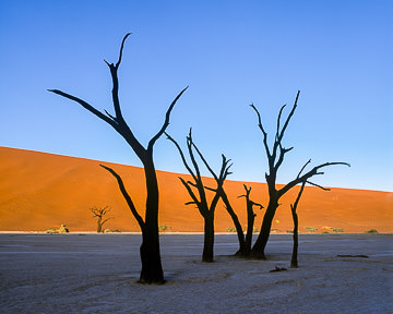 AF-LA-012 Desiccated Trees, Dead Vlei, Namib-Naukluft National Park, Namib Desert, Namibia