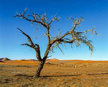 AF-LA-015 Dead Tree, Namib-Naukluft National Park, Namib Desert, Namibia