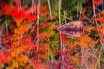 LE-AM-MIS-05&nbsp;&nbsp;&nbsp;&nbsp;&nbsp;&nbsp;&nbsp;&nbsp; Fall Reflections At Eagle Lake, Acadia National Park, Maine